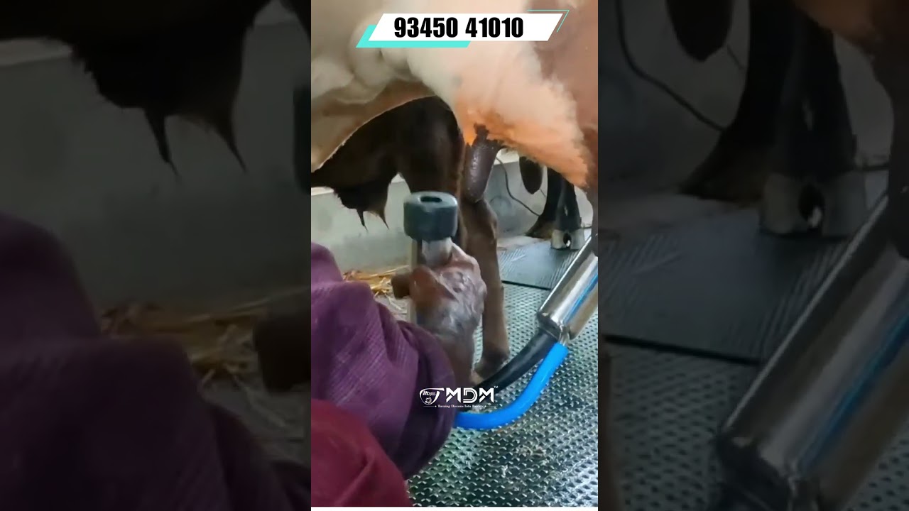 5 Reasons Why MDM Is The BEST MILKING MACHINE