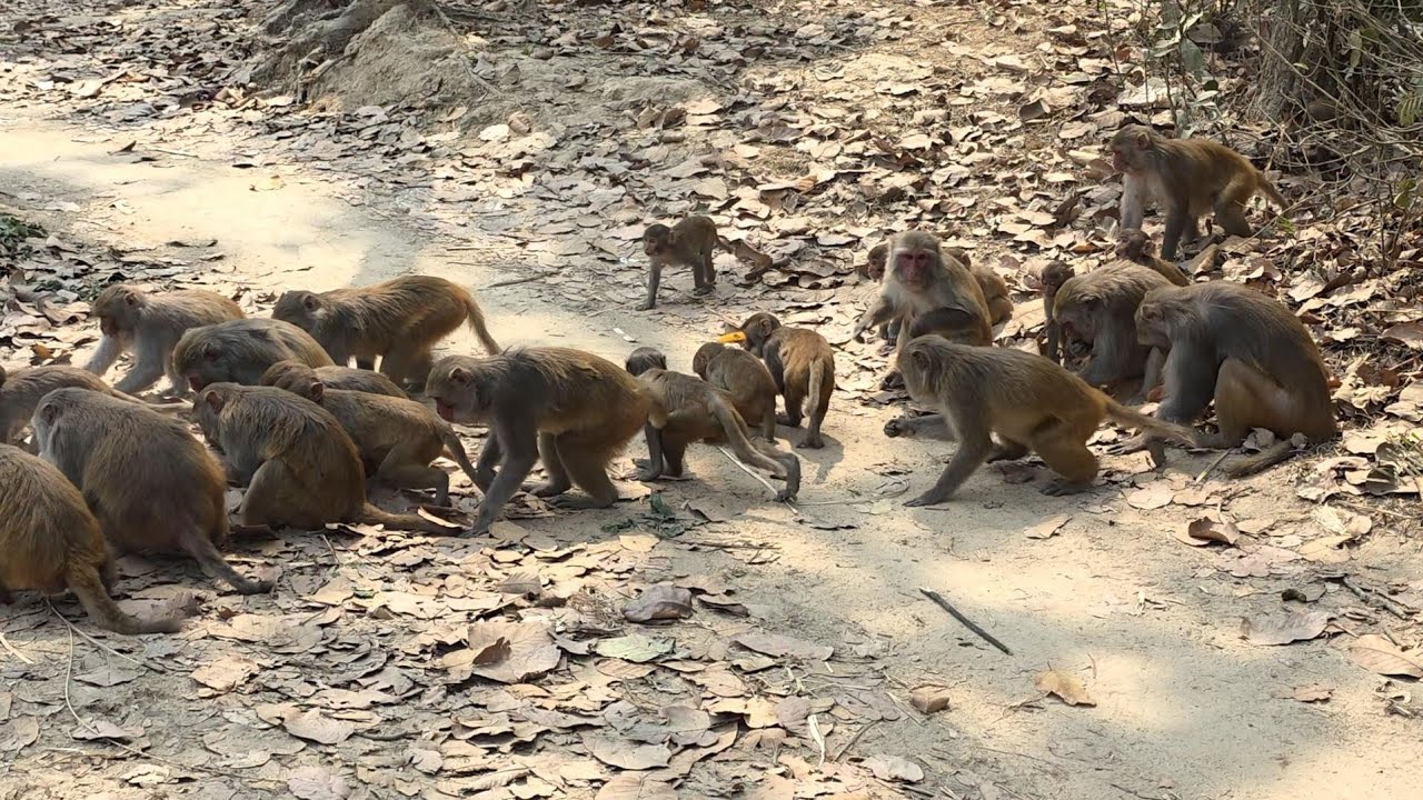 The monkeys are eating and fighting.