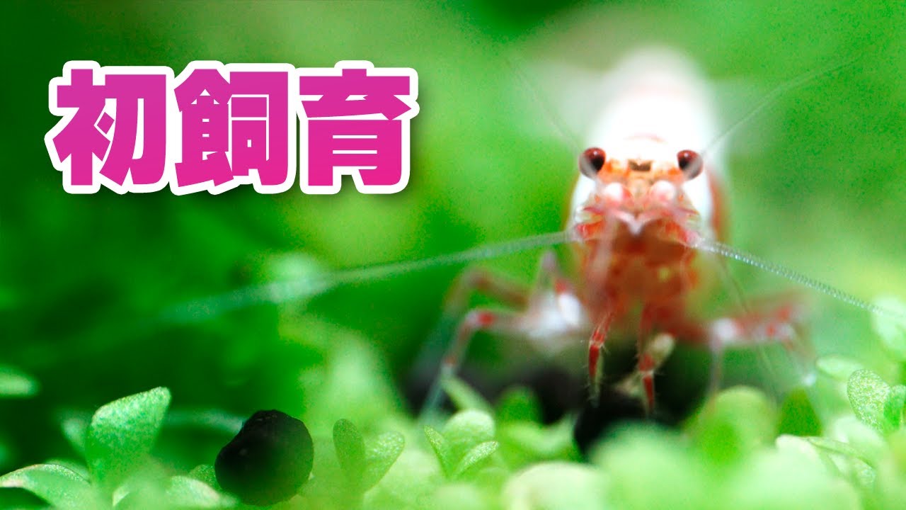 初めてお迎えする生体に緊張！レッドビーシュリンプを小型水槽で飼育する #アクアリウム #熱帯魚 #エビ ＃レッドビーシュリンプ 【ビバアクア】