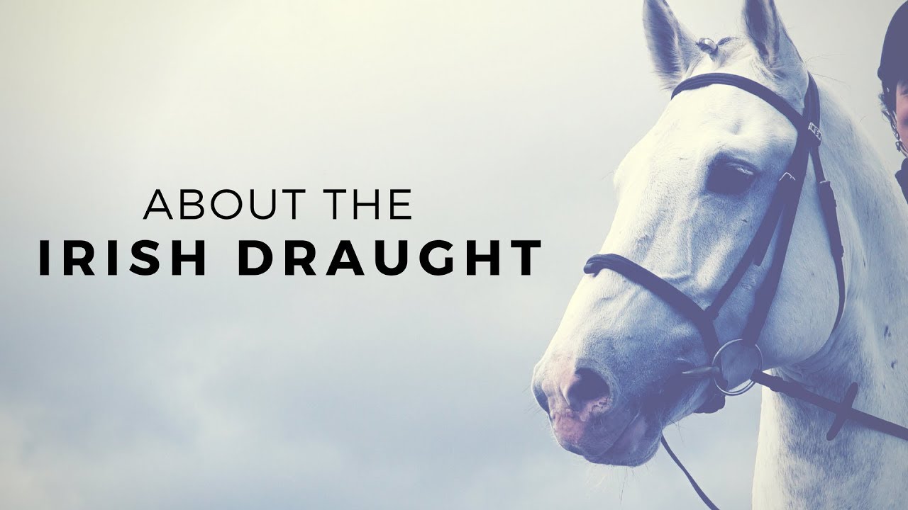 Discover The Horse: About the Irish Draught