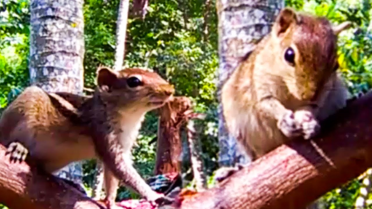 Relaxing Video: Squirrel Eating Rice Quickly [ 1 Minute ]