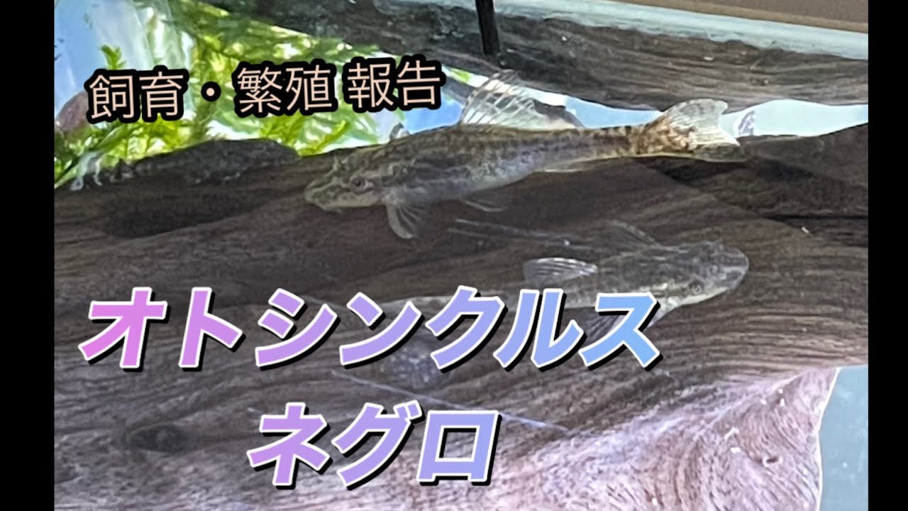 オトシンクルス ネグロの飼育と繁殖