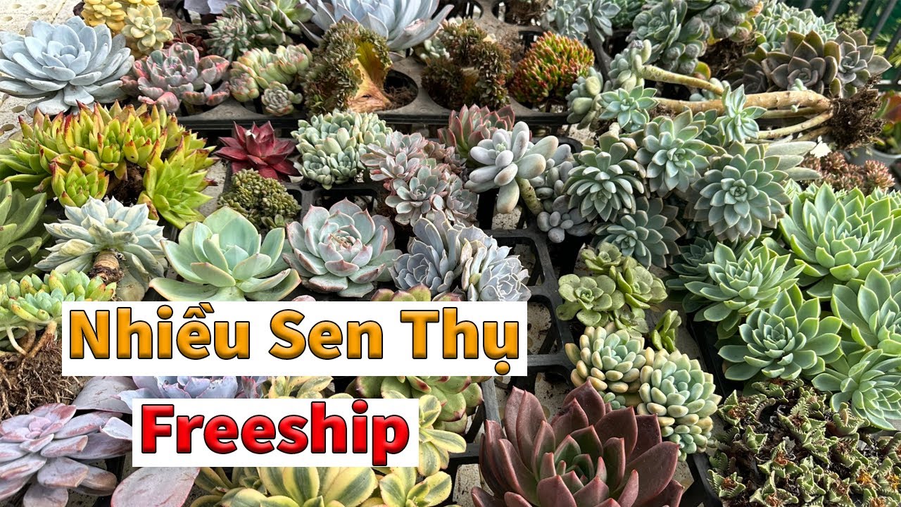 Sen đá hàng nhập toàn cây già thụ | succulent Gia Nghia