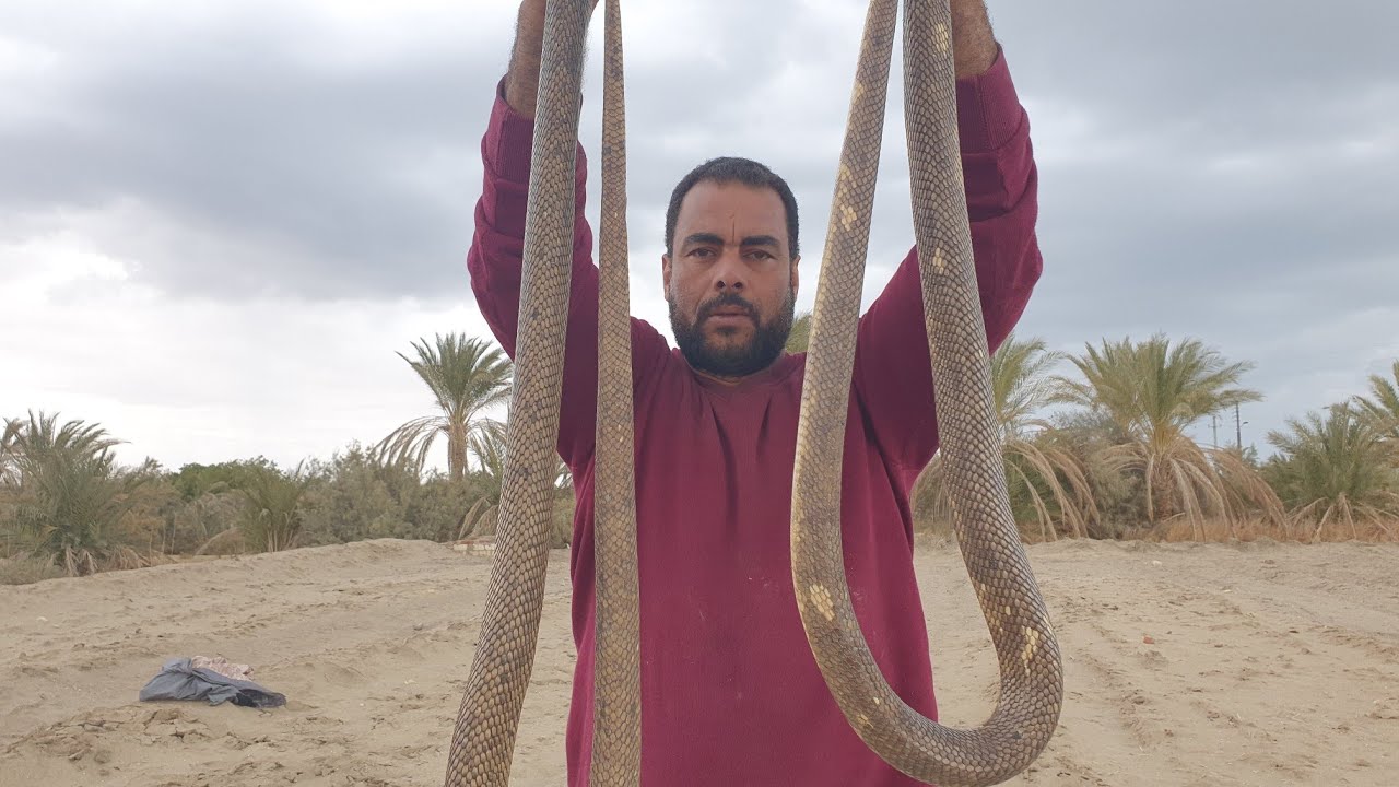 صيد 2 كوبرا من نفس الجحر الذى وجدنا فيه 3كوبرا الأسبوع الماضى مع مصطفى هجرس