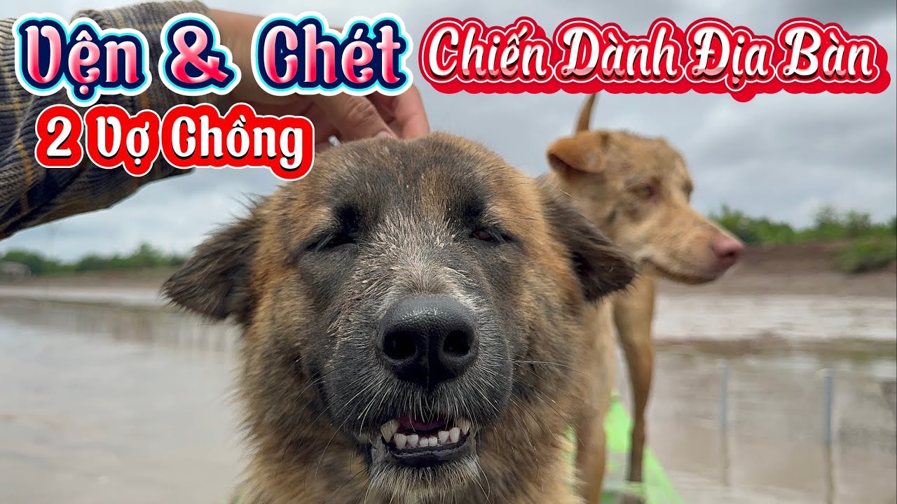 Ngở Đâu Vện Bị Dính Lưới Dưới Sông Sen Hoảng Hốt Chạy Đi Cứu Vện Nhưng Cái Kết Lại Không Thể Ngờ