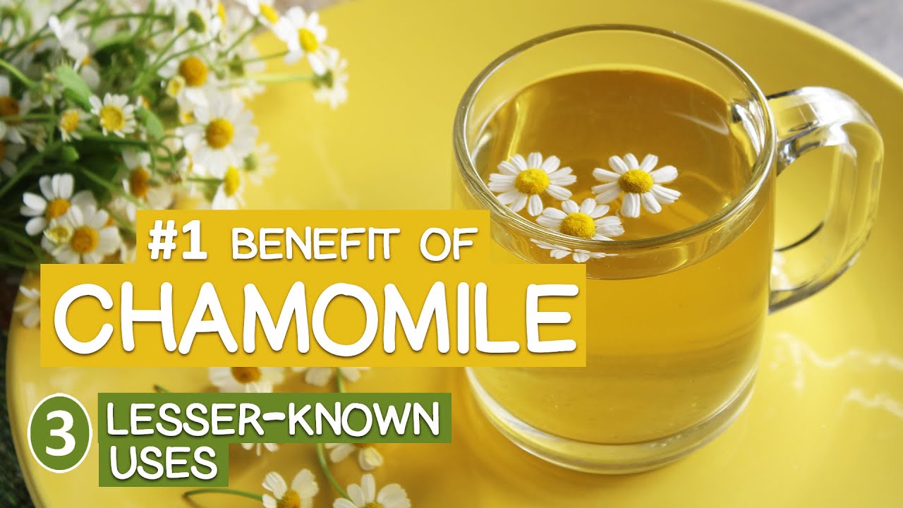 Chamomile Tea 101, Essential Info on this Worldwide Favorite
