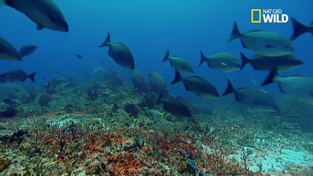 Les jardins aquatiques des cara&iuml;bes
