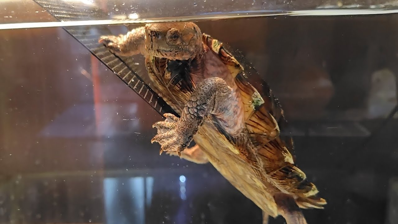 2026.2.17.カメ見てきた