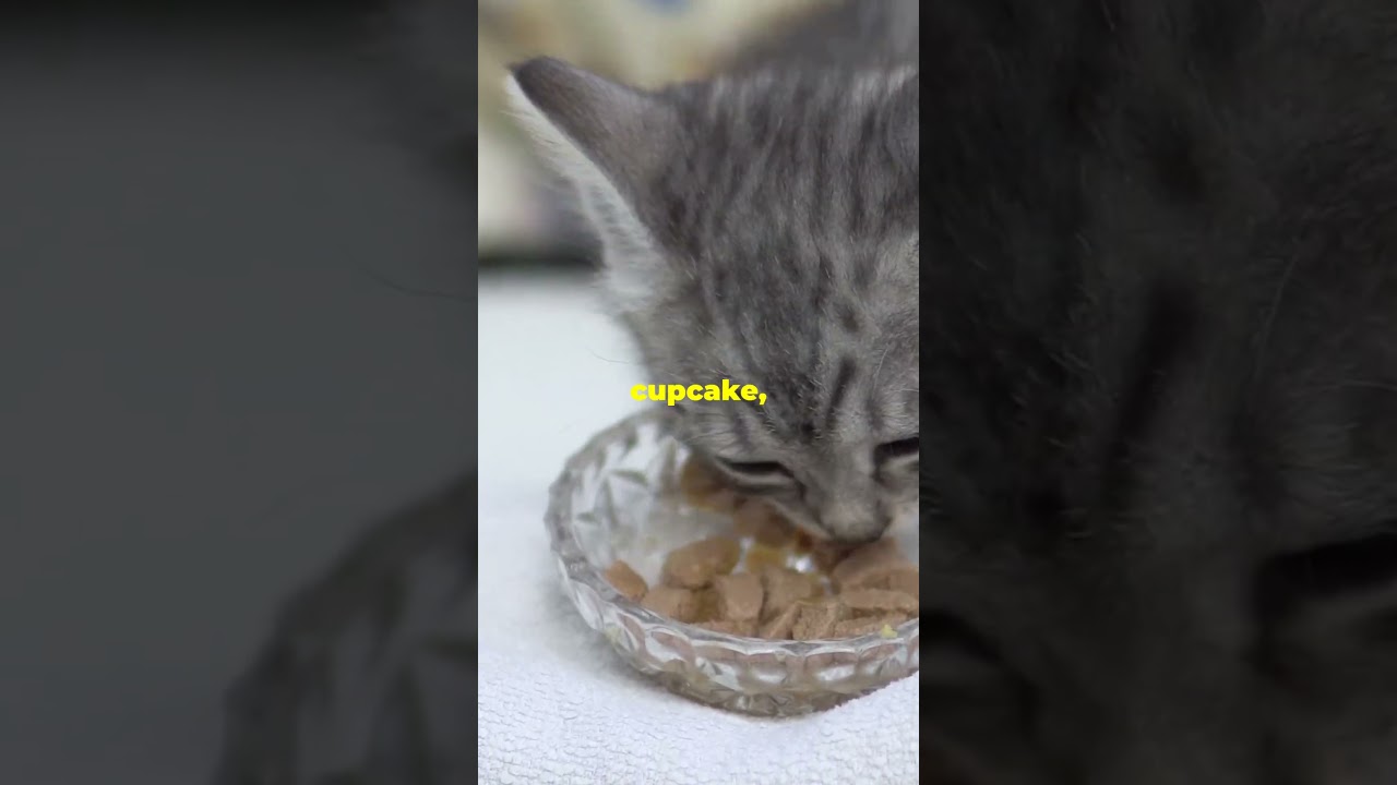 5 Kitten Facts That&rsquo;ll Blow Your Mind!