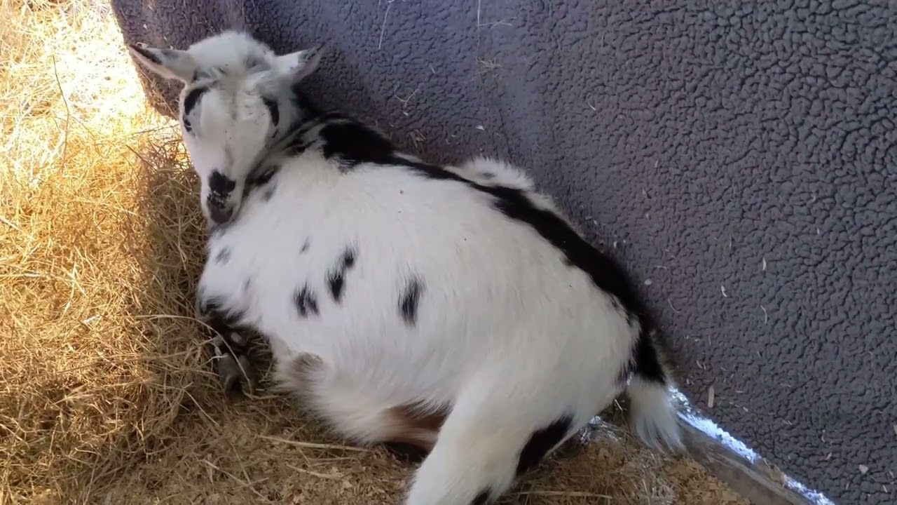 Nigerian dwarf goat giving birth/ Full Birth /Second freshening