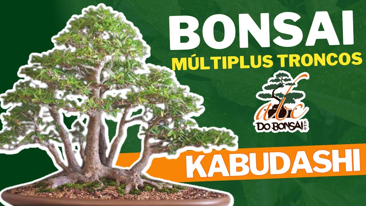 BONSAI MULTIPLOS TRONCOS | KABUDASHI