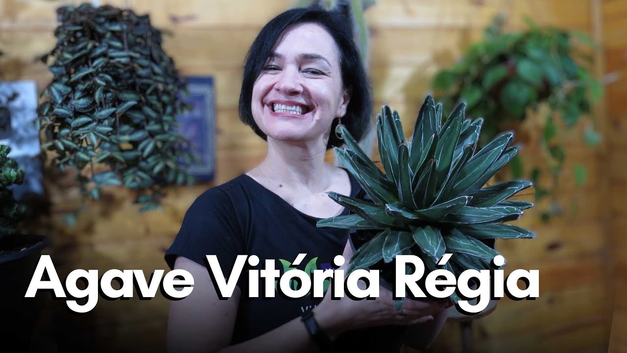 Agave Vitória Régia - Maravilhosa suculenta!!