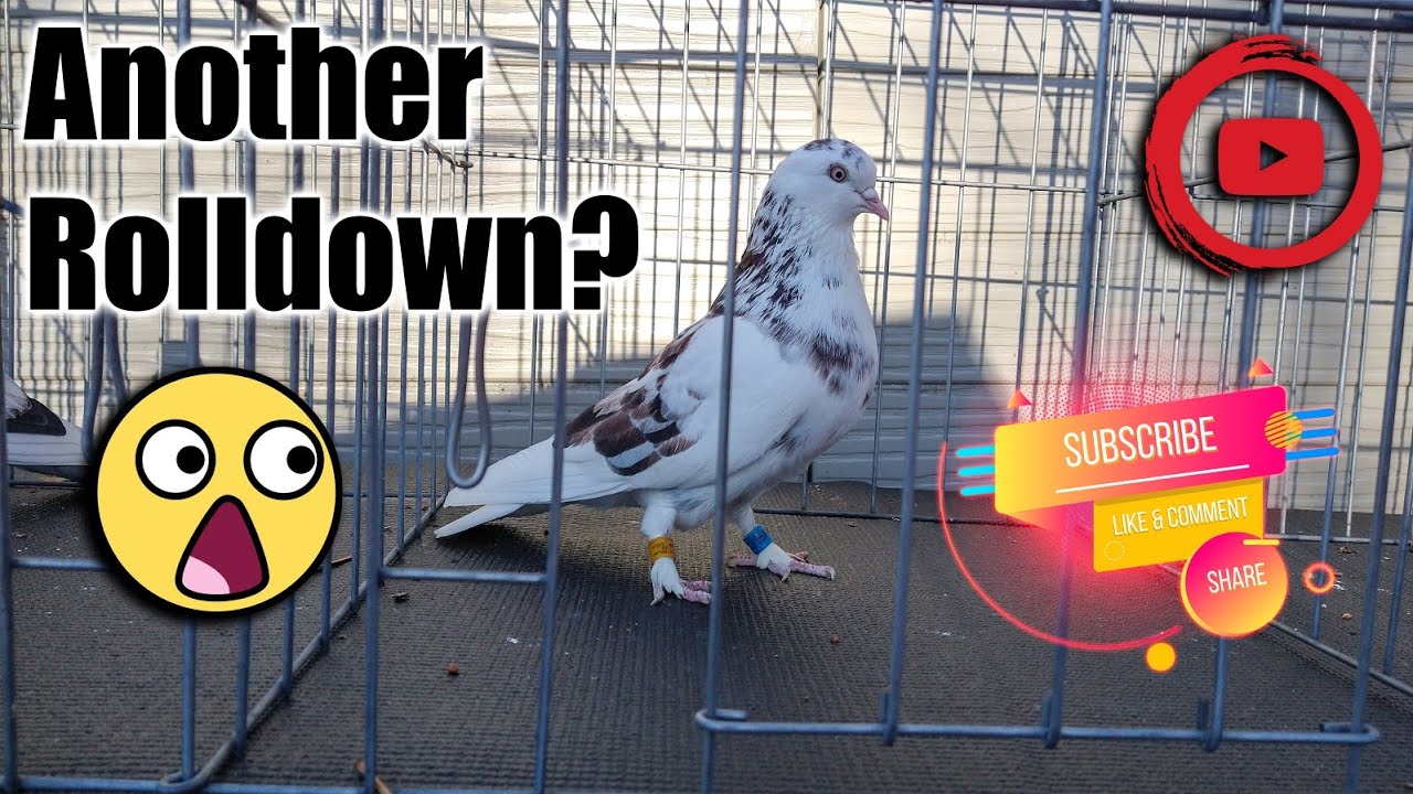 Another Roll Down? (Birmingham Roller Pigeons)