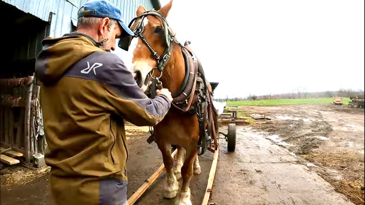HORSE BASICS #7: How to Hitch up a Single Horse