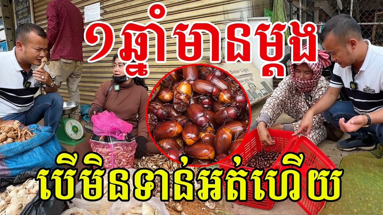 ១ឆ្នាំមានម្ដង​ បេីមិនទាន់អត់ហេីយ​ ល្បីថាផ្សិតនេះឆ្ងាញ់ណាស់​ មែនអត់បងប្អូន?