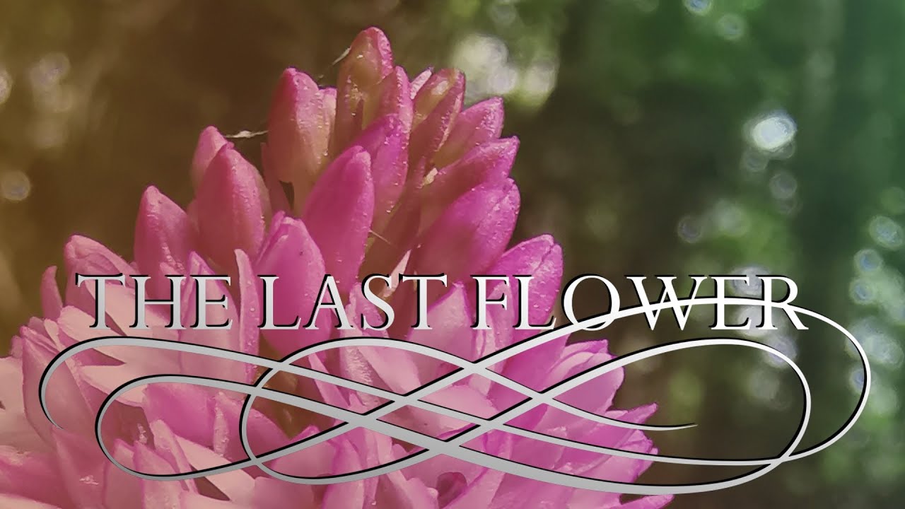 The Last Flower