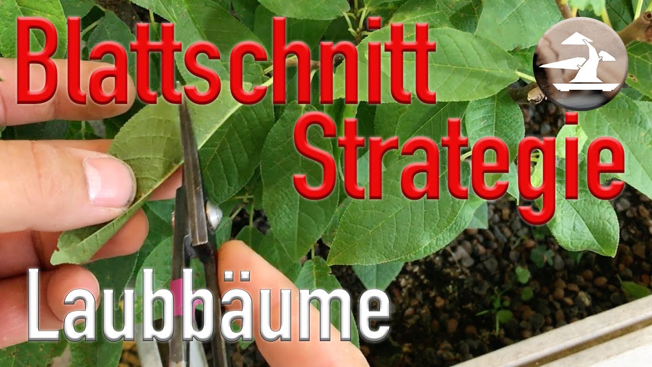 Blattschnitt an Laubbäumen! Worauf ist zu achten?