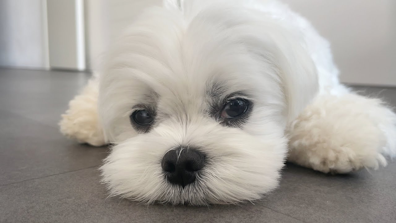 Leaving my dog for 5 SECONDS, 5 MINUTES and 50 MINUTES - CHALLENGE!