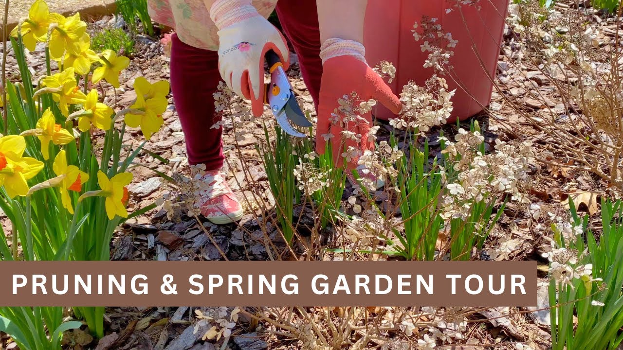 Pruning Limelight Hydrangea Tree, Little Quick Fire Hydrangeas and Spring Garden Tour