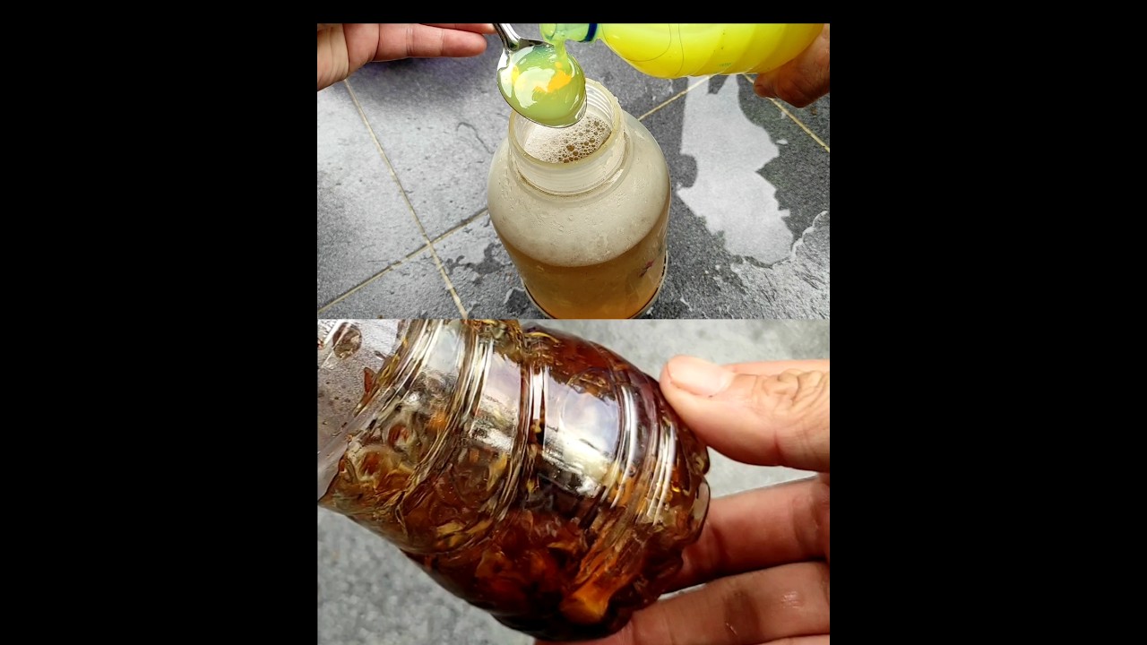 Bahan ini untuk mengusir hama kutu putih yang membandel pada tanaman cabe