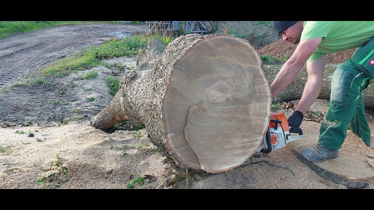 Stihl MS 341 cu lamă de 40 cm în lemn tare de castan de 80cm !!