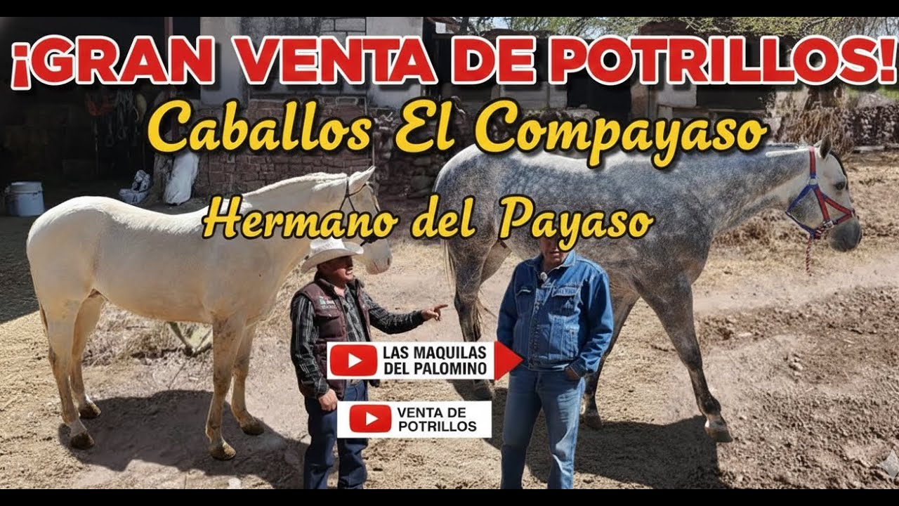 A QUI TENEMOS EL COMPAYASO HERMANO DEL PAYASO DEL PELIGRO POR PARTE DEL PADRE Y TENGO POTRILLOS
