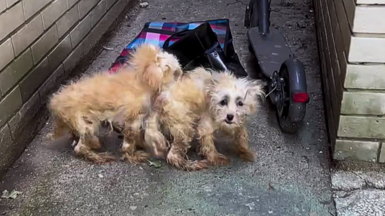 Please don’t hurt us… two abandoned sisters clung to each other in fear, begging for mercy