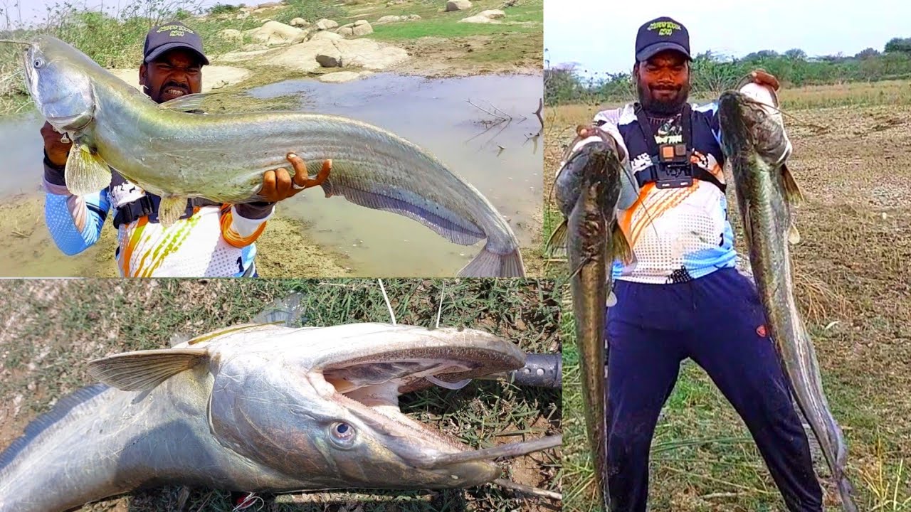 Big Wallago Attu catfish Hunting | Big catfish Fishing | Rohu Fish | Pathan fishing videos