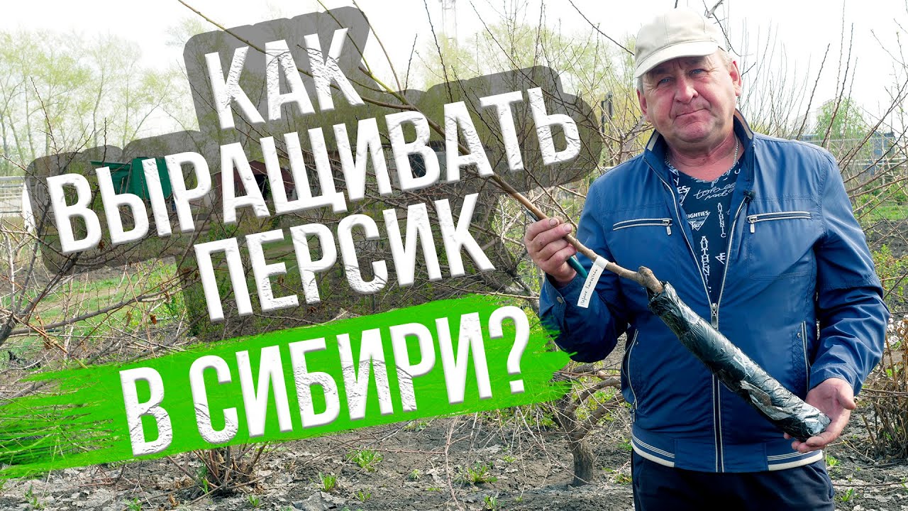Посадка персика в Сибири. Как правильно высадить и формировать