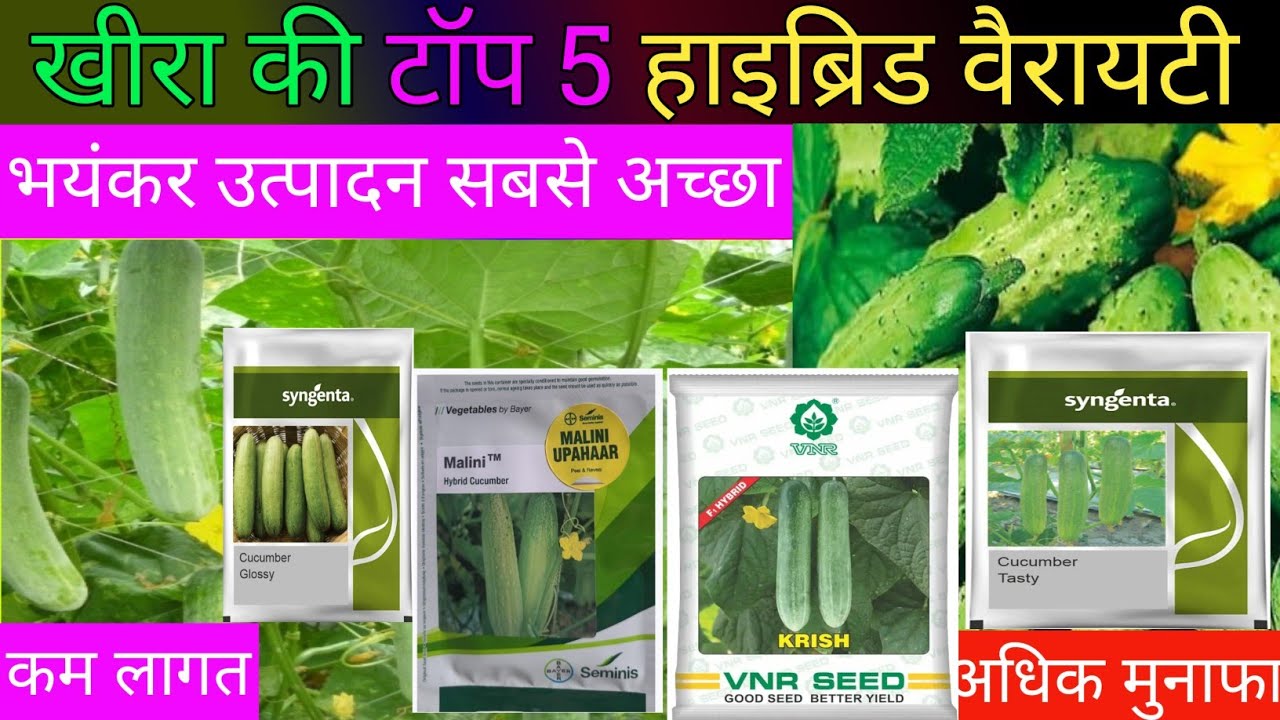 खीरा की टॉप 5 हाइब्रिड वैरायटी | khira ki hybrid variety | khira ki best variety | तांडव पैदावार 