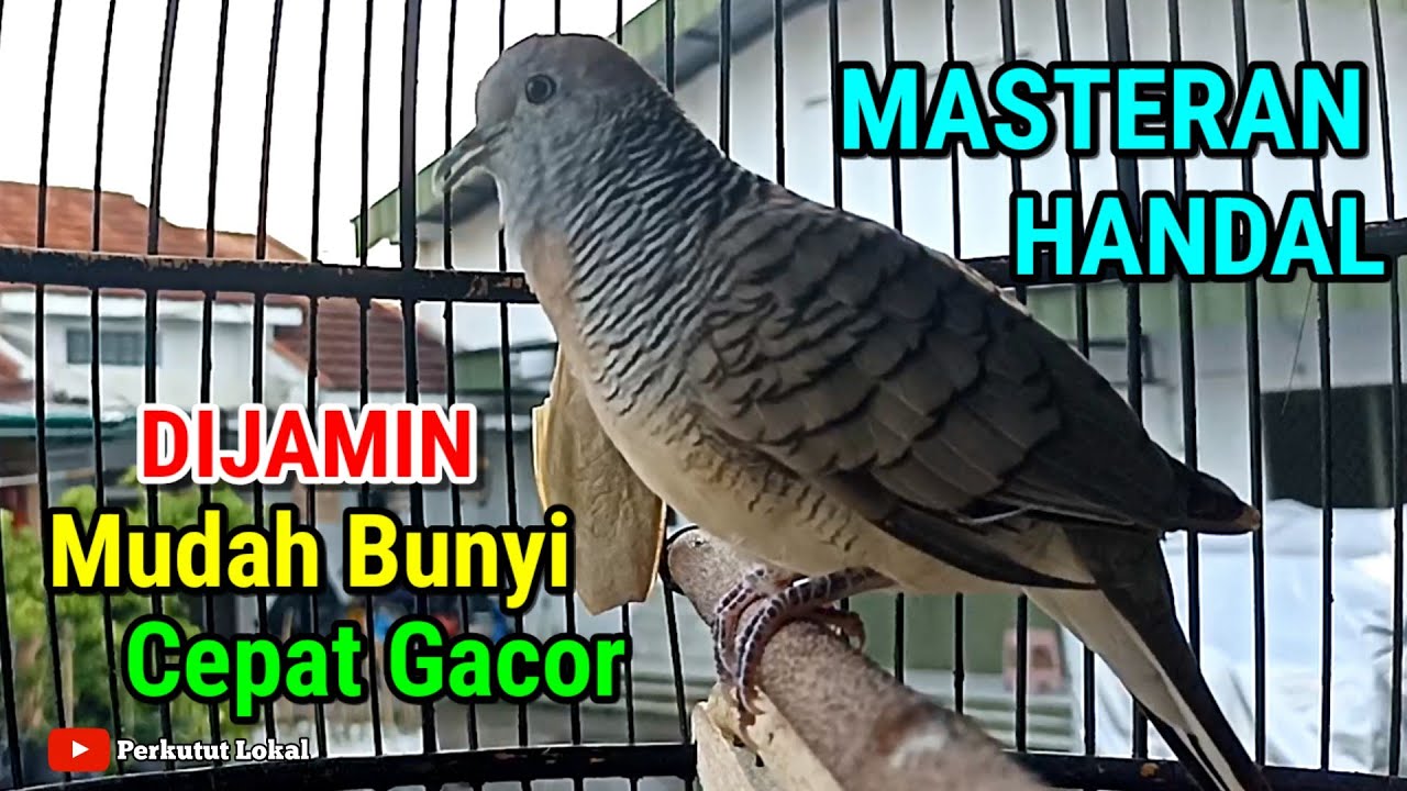 Perkutut Lokal Gacor Suara Besar Pancingan Perkutut Paling Ampuh Agar Cepat Bunyi #perkututlokal
