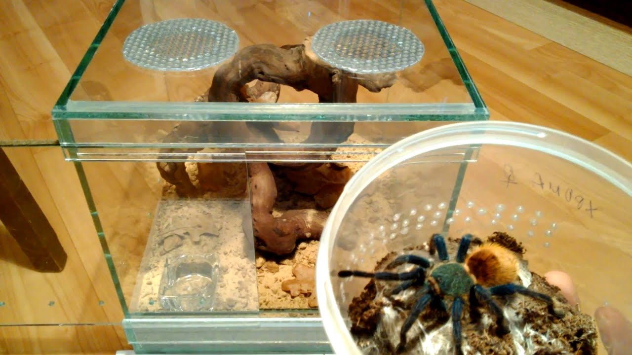 Chromatopelma cyaneopubescens