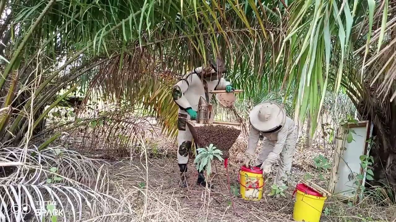 Honey harvest for September, 2022