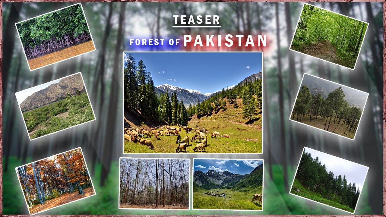 Teaser Of Forests In Pakistan (types of Forest) || #viralvideo #forest #facts #pakistan #forestry .