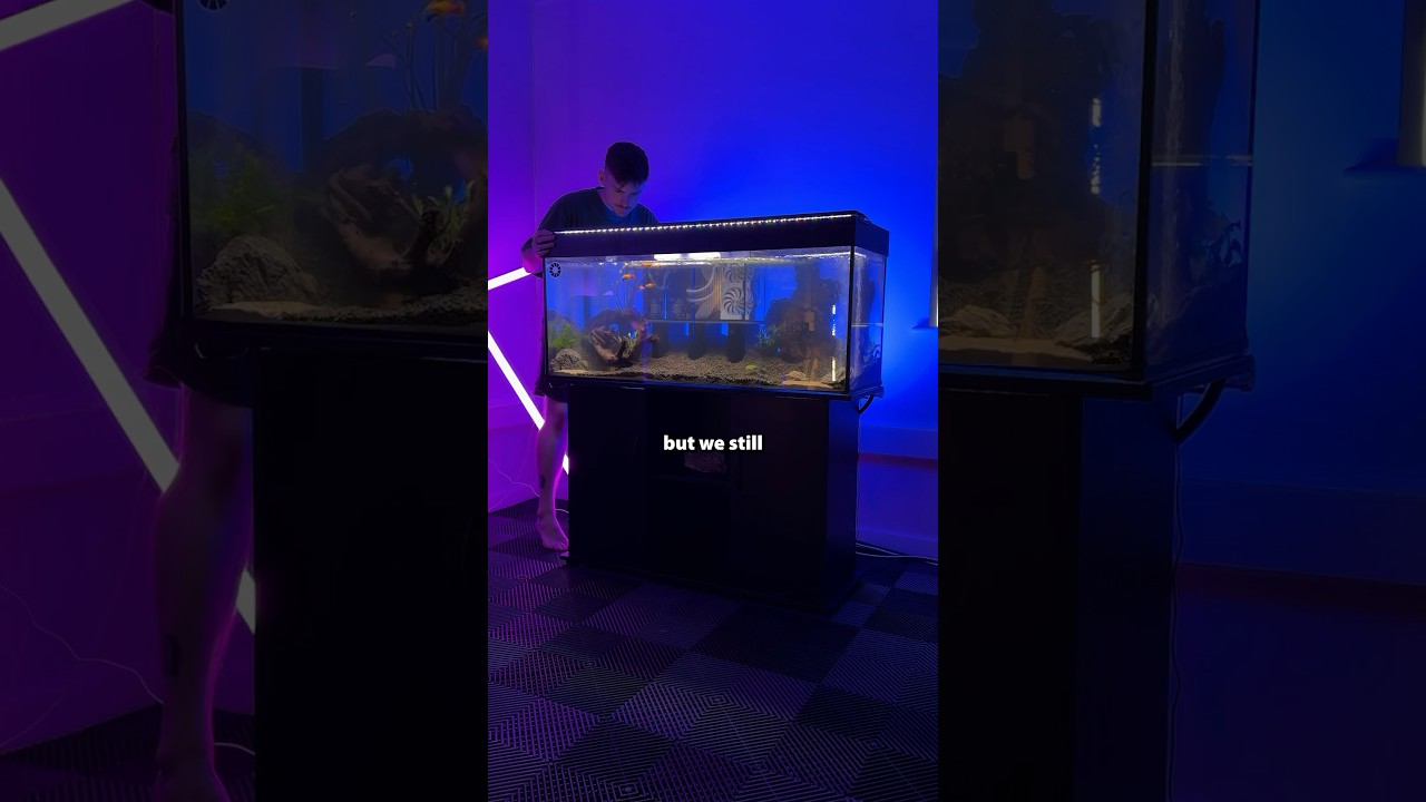 I built my fish a gaming PC 🐠😮&zwj;💨