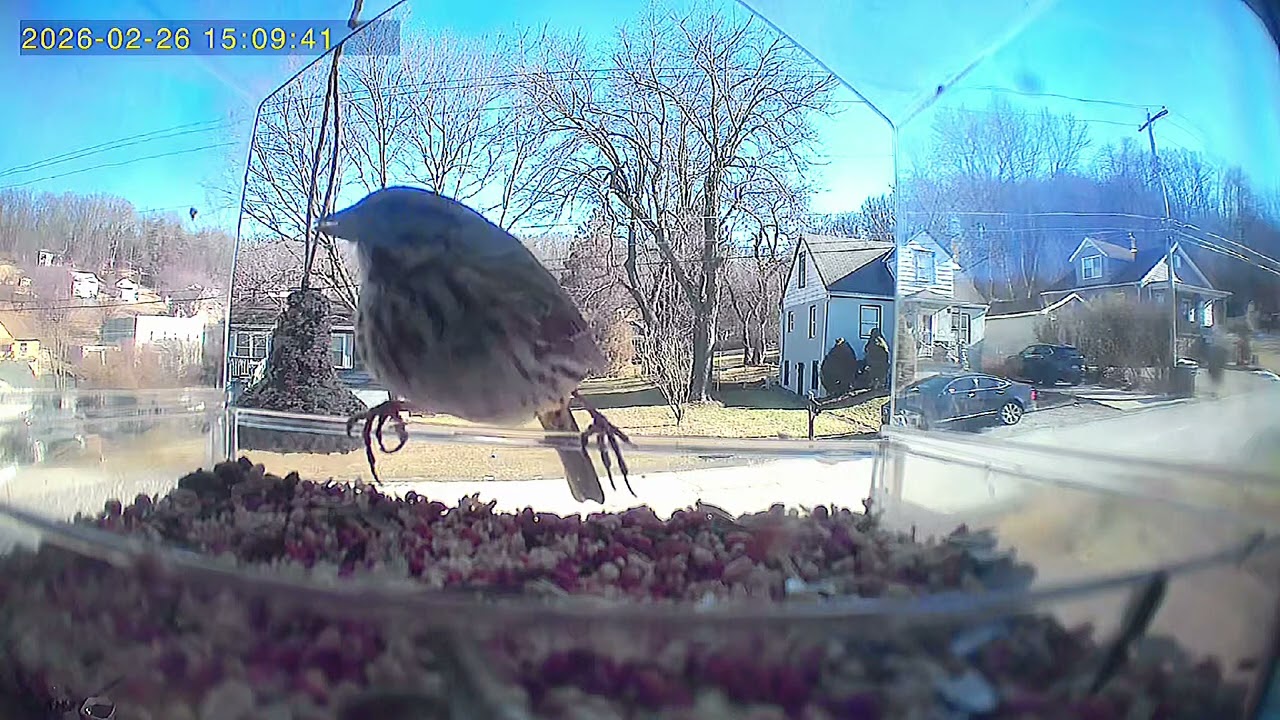 Calm Bird Time 