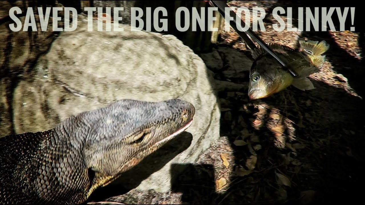 Feeding Fresh Fish to all my Lizards!