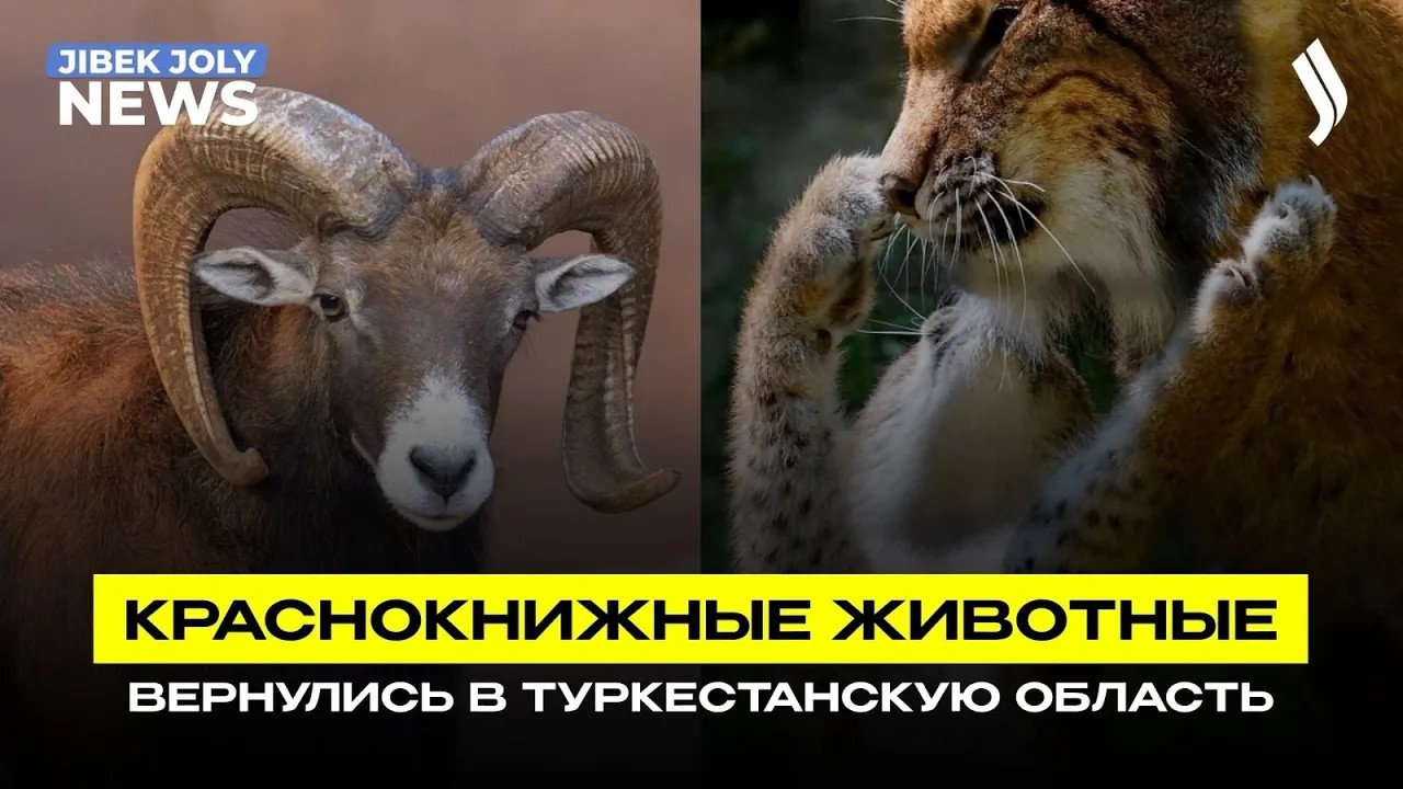 Животные из Красной книги снова появляются в дикой природе | Jibek Joly News