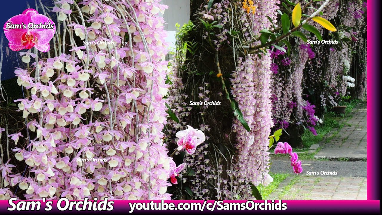 Dendrobium aphyllum & other orchids mounted on mango tree trunks