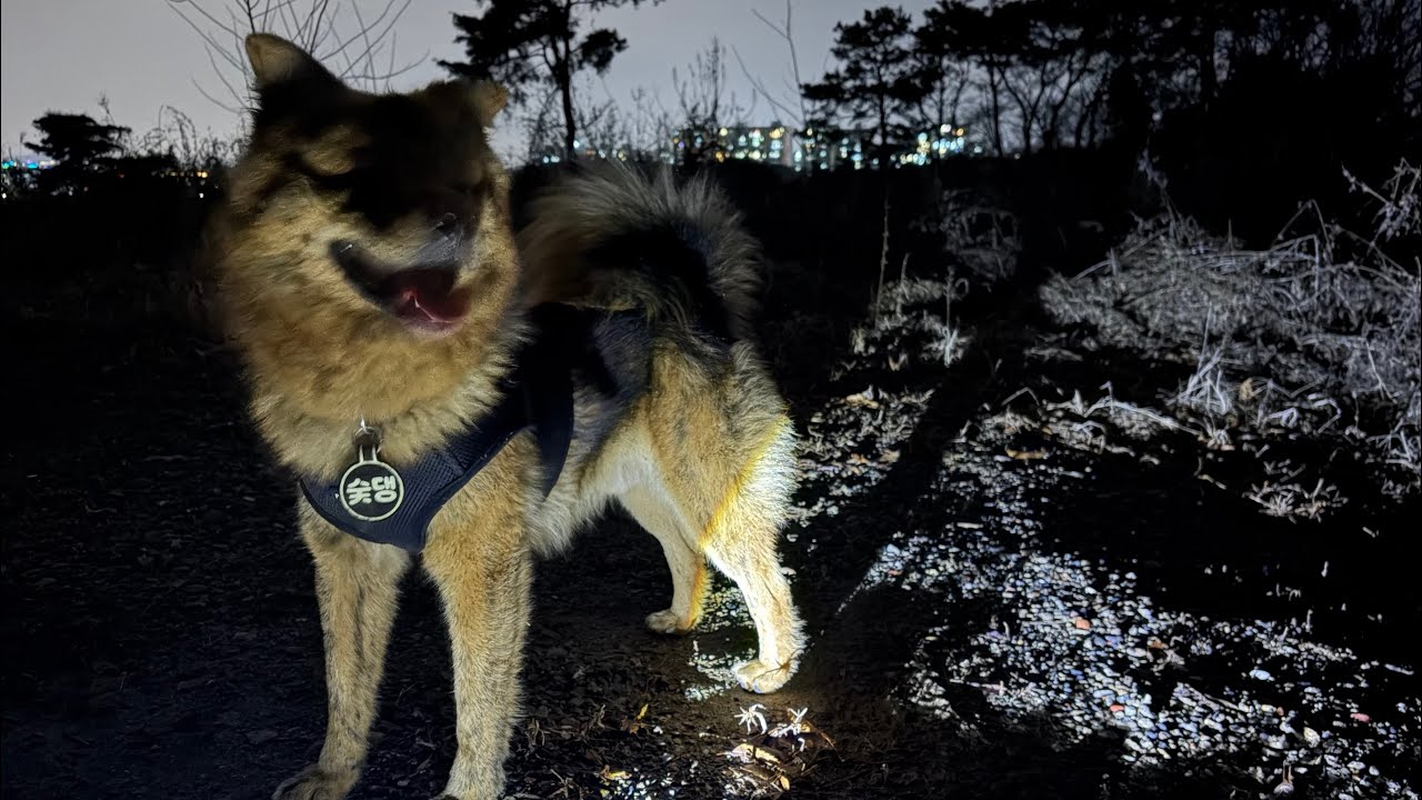[마당개 산책 일지] (25. 12-6) 깜깜한 밤