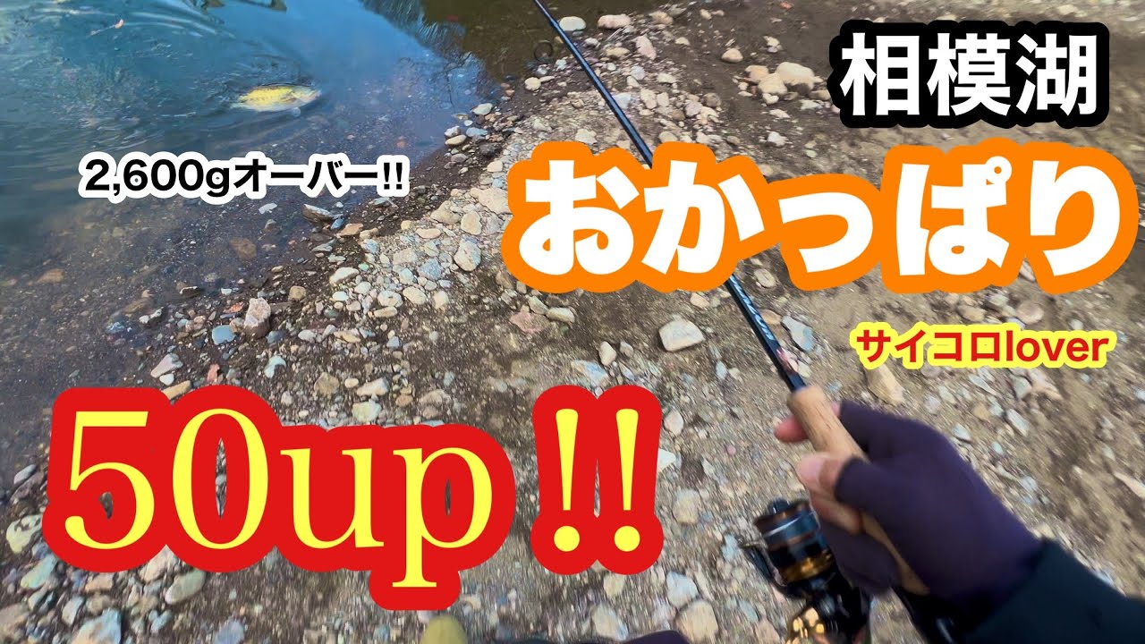 春の相模湖オカッパリ50up‼️【3月中旬】【サイコロラバー】【バスフィッシング 】【バス釣り】【ブラックバス】【おかっぱり】【OSP】【プリスポーン】