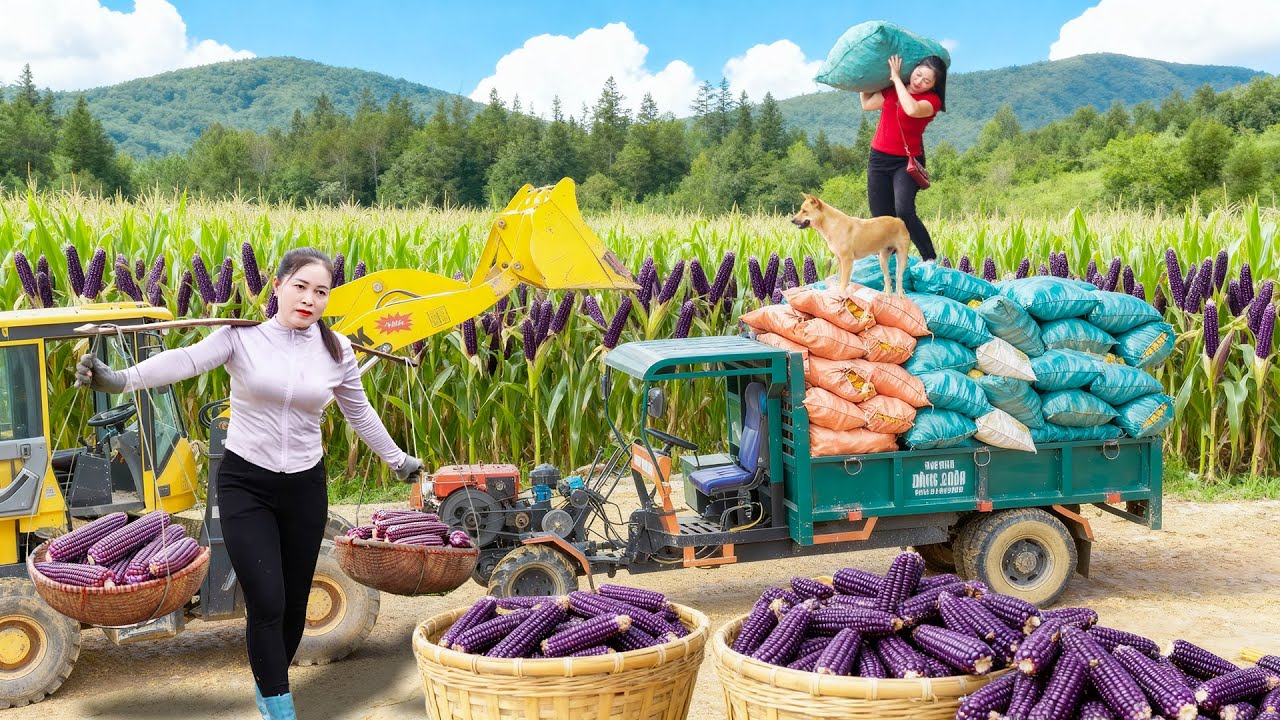 Harvesting 1000 Purple Corn, Use Truck To Transport Many Purple Corn Go To Market Sell