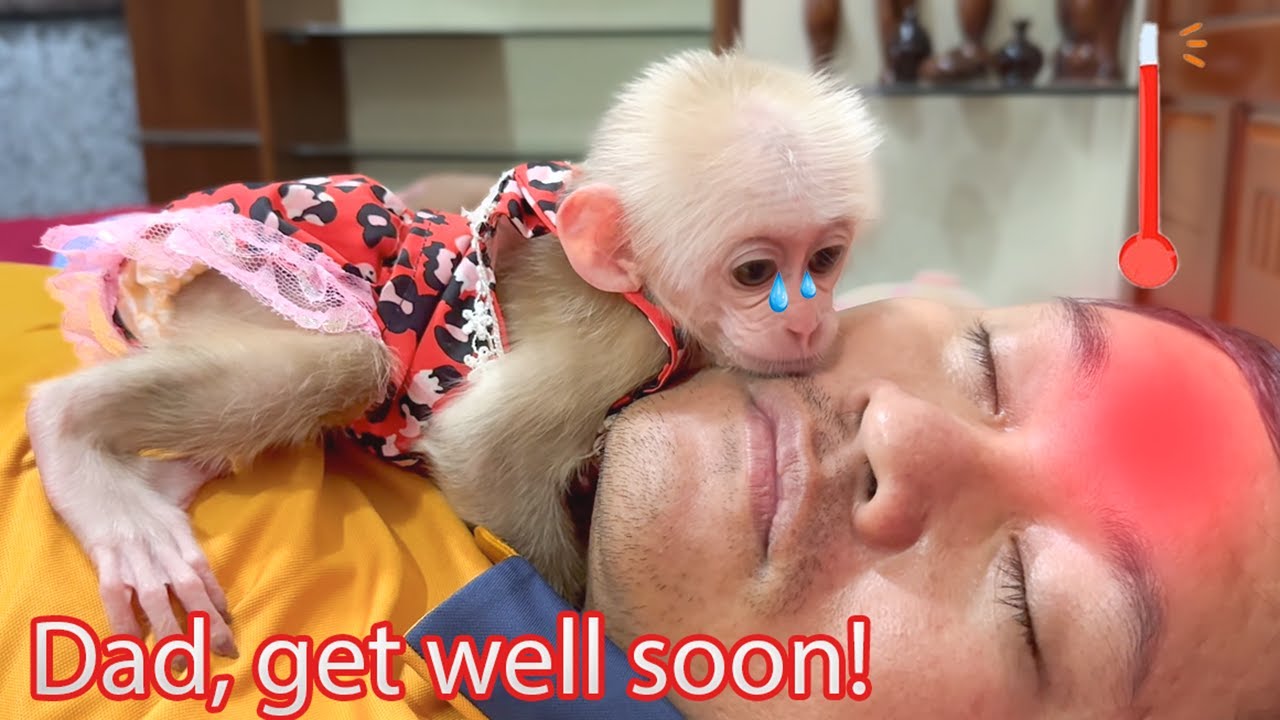 Baby monkey Kyo always gives special care and affection whenever Dad is sick!