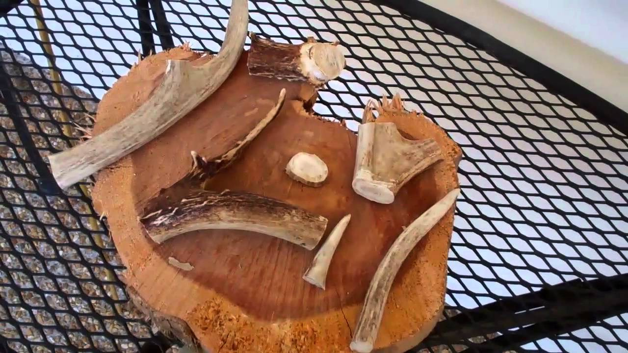 The Bone Collector   Bone Tools