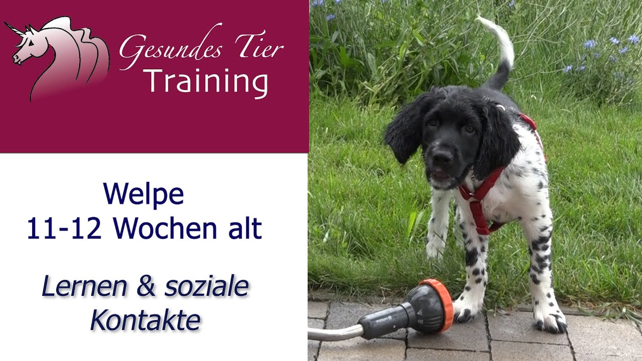 Welpentraining - in der 11. & 12. Lebenswoche