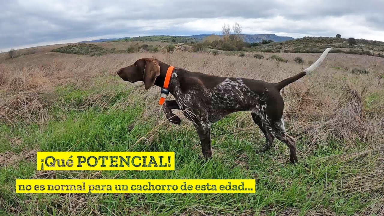 Este cachorro ya caza mejor que muchos perros de caza ✨De Cero hasta el Cielo✨ Capt.5