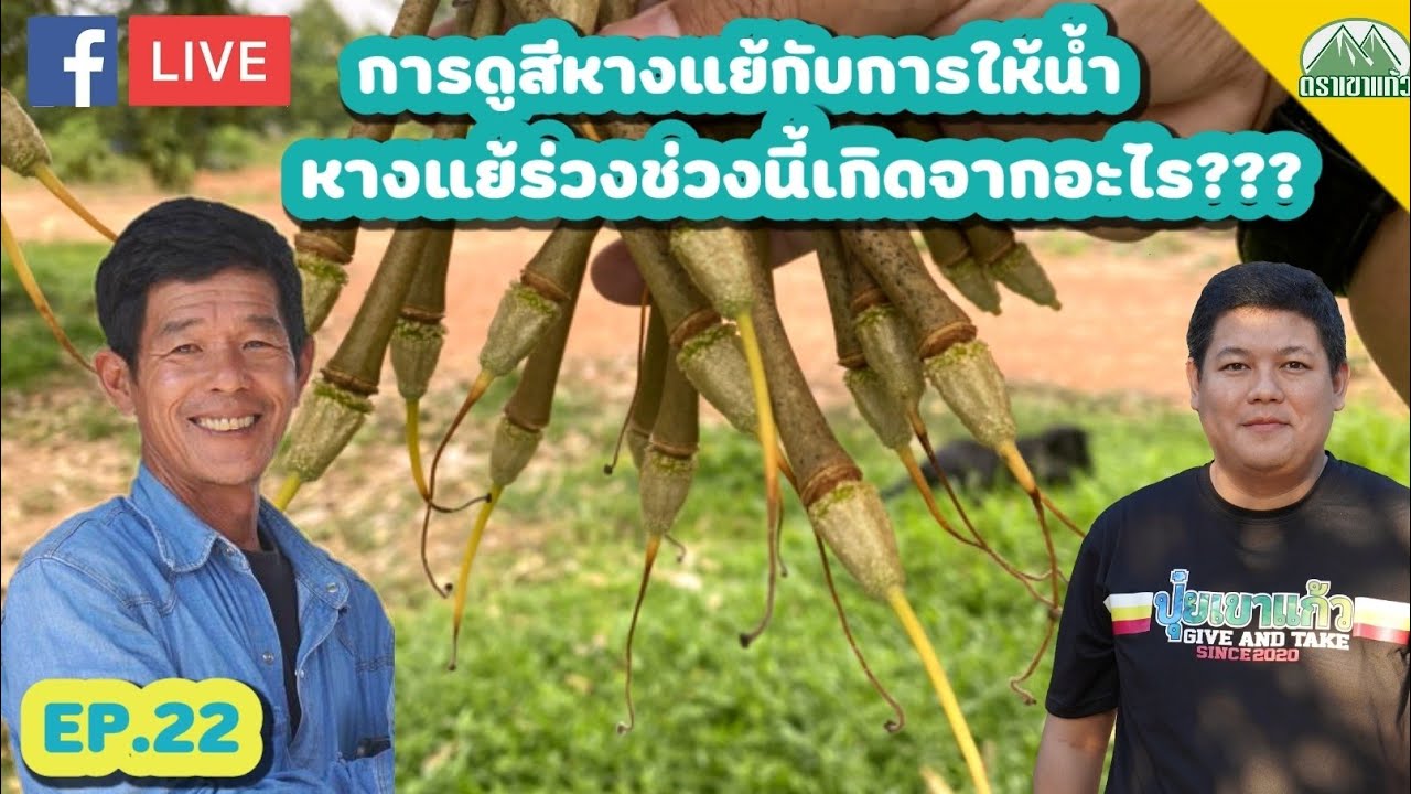 EP.22 การดูสีหางแย้กับการให้น้ำและอาการหางแย้ร่วง |ปุ๋ยตราเขาแก้ว (Official)