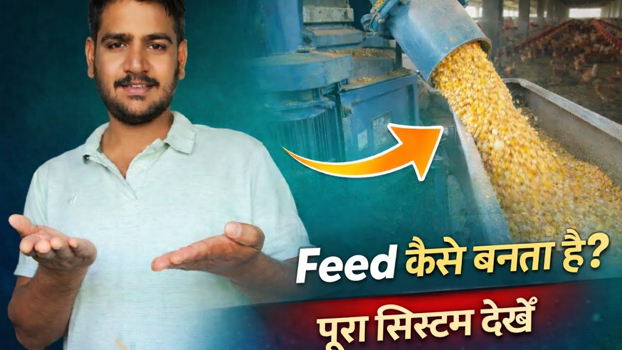 Layer Feed Kaise Banta Hai? Full Process Inside Godown!