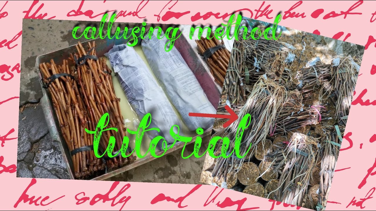grape cuttings callusing tutorials