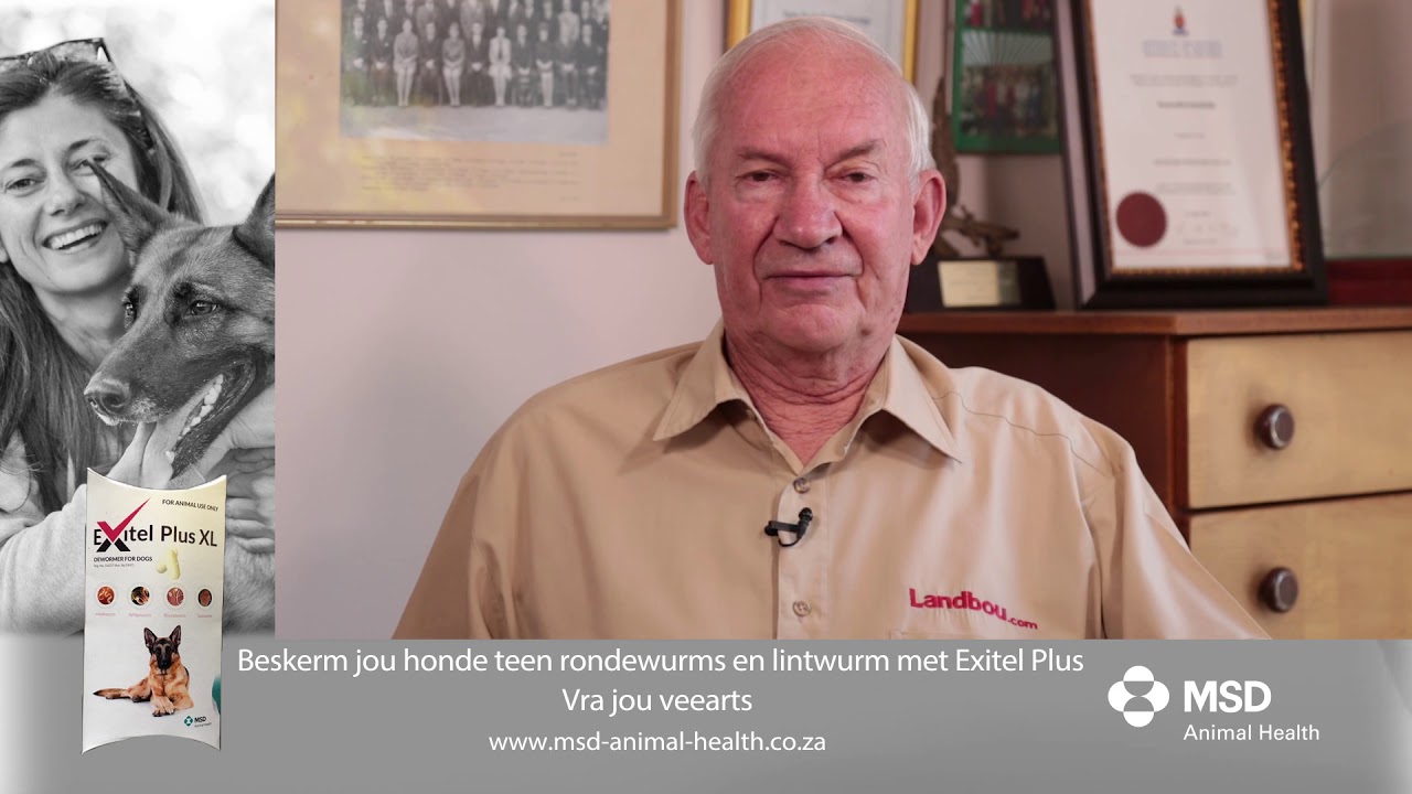S02EP07 Oordraagbaarheid van Lintwurms en die behandeling van lintwurms in honde.